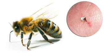 Součástí Hondrostrong zahrnuje včelí jed, který zlepšuje metabolické procesy v tkáních